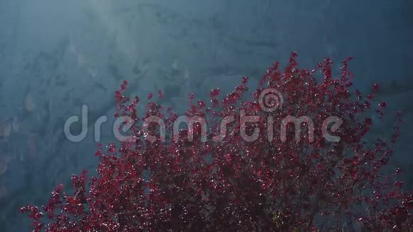 有红色叶子的树在晴朗的风日生长在山谷特写视频的预览图