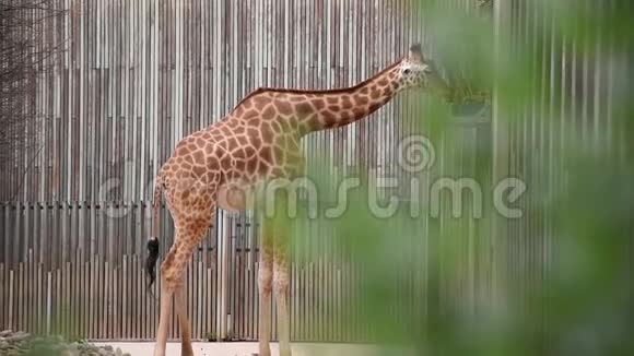 动物园里嚼绿叶的非洲小长颈鹿视频的预览图