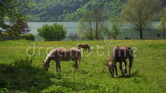 棕马在绿色的高山草地上放牧风景秀丽的乡村景观湖视频的预览图