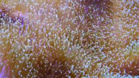 与鱼共生海洋水族馆中大型海葵的触角与热带暗礁鱼在水族馆中的宏观摄影视频的预览图