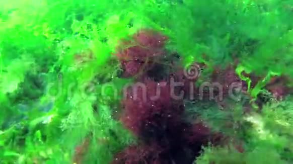 海上光合作用水下景观绿藻红藻和褐藻在水下岩石中的浒苔乌尔巴铈视频的预览图
