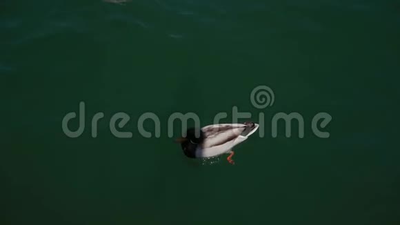 一群鸭子在意大利利蒙镇加德纳湖的明亮的蓝色水域游泳视频的预览图