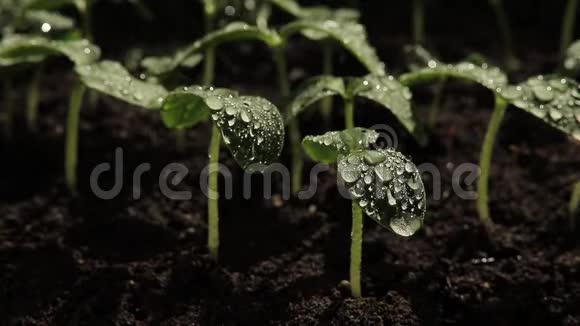 收拢苗木的黄瓜浇水的绿植视频的预览图