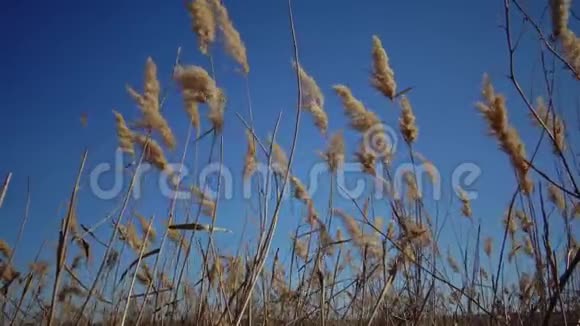 芦苇在蓝天的背景下迎风飘扬视频的预览图