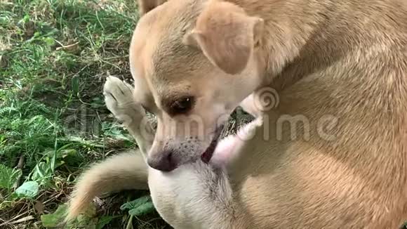 一只大眼睛的生姜流浪狗一只爪子试图摆脱跳蚤慢动作视频的预览图