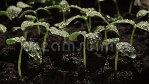 黄瓜幼苗黄瓜叶子上的水滴视频的预览图