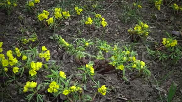 视频滑块裸子植物昙花一现的花野生黄色的初花从乌克兰红皮书中难得看到视频的预览图