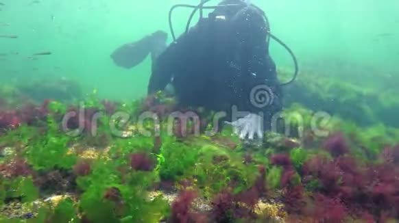 海洋中的光合作用潜水员接触藻类合成的氧气泡水下岩石中的绿藻和红藻视频的预览图