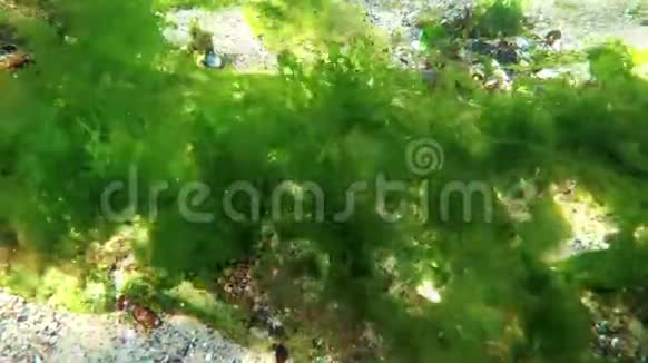 海上光合作用水下景观海底绿藻浒苔乌尔巴铈敖德萨湾视频的预览图