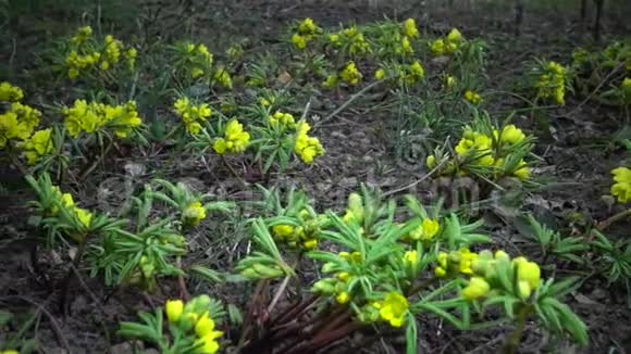 视频滑块裸子植物昙花一现的花野生黄色的初花从乌克兰红皮书中难得看到视频的预览图