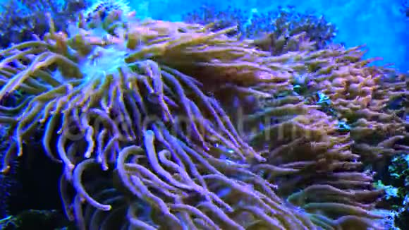 与鱼共生海洋水族馆中大型海葵的触角与热带暗礁鱼在水族馆中的宏观摄影视频的预览图