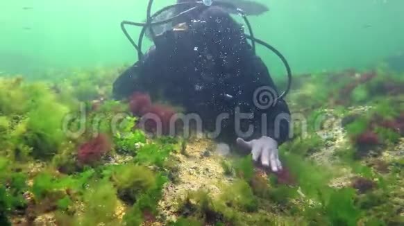 海洋中的光合作用潜水员接触藻类合成的氧气泡水下岩石中的绿藻和红藻视频的预览图