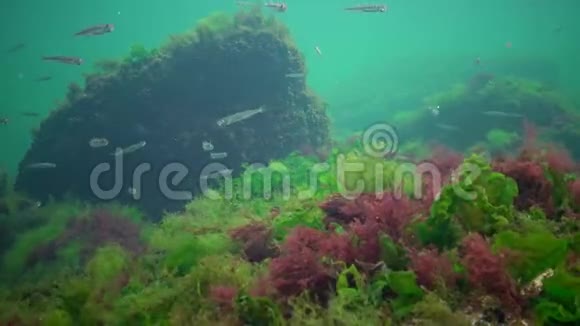 海洋中的光合作用水下景观鱼类花药绿藻红藻和褐藻视频的预览图