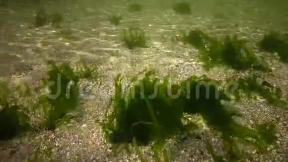 海上光合作用水下景观海底绿藻浒苔乌尔巴铈敖德萨湾视频的预览图