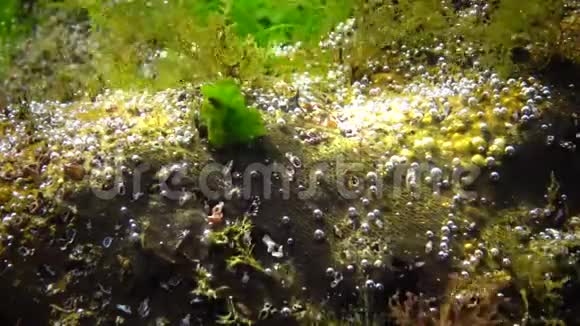 海洋中的光合作用藻类合成的氧泡绿藻和红藻在水下岩石浒苔乌尔瓦视频的预览图
