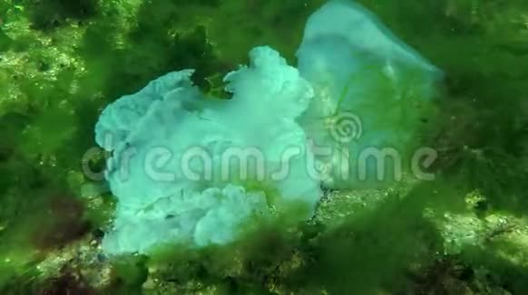 一只大水母死在底部根瘤俗称桶状水母视频的预览图