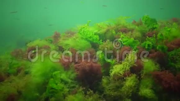 海洋中的光合作用水下景观鱼类花药绿藻红藻和褐藻视频的预览图