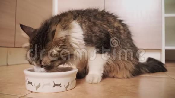 漂亮的毛茸茸的猫从碗里吃喂饱饥饿的小猫宠物护理视频的预览图