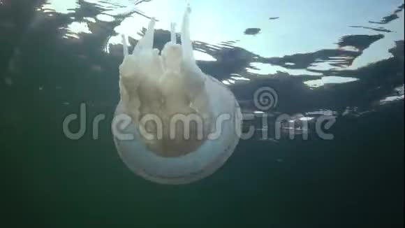 浮于水面的厚度中的黑海毛茎俗称木桶水母视频的预览图