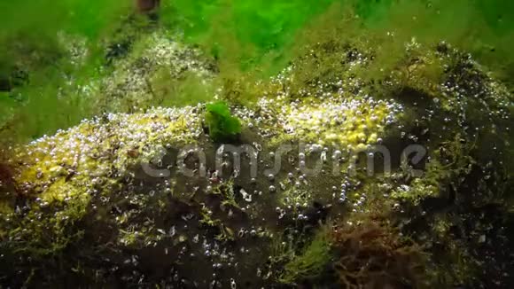 海洋中的光合作用藻类合成的氧泡水下岩石中的绿藻和红藻视频的预览图