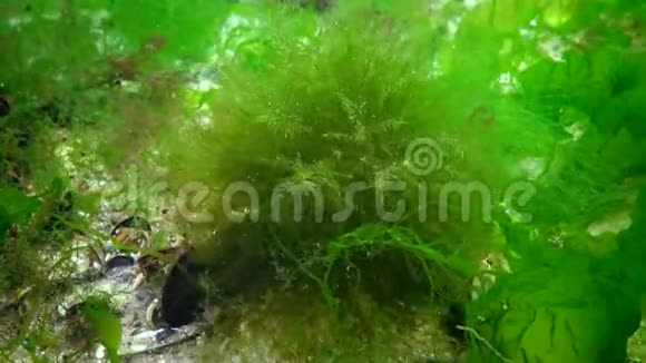 蝴蝶兰海上光合作用水下景观水下岩石中的绿藻红藻和褐藻视频的预览图