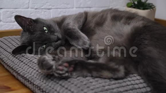 俄罗斯蓝猫躺在枕头上放松可爱可爱的家猫在室内视频的预览图