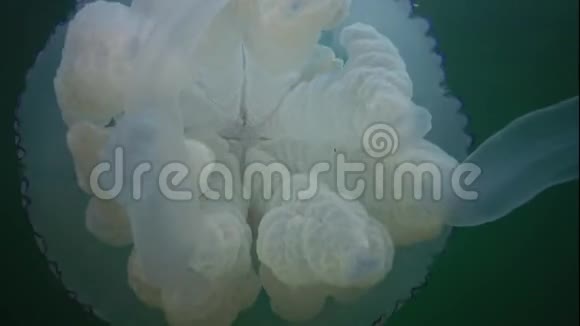 浮于水面的厚度中的黑海毛茎俗称木桶水母视频的预览图