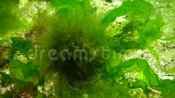 蝴蝶兰海上光合作用水下景观浒苔上的绿藻红藻和褐藻视频的预览图