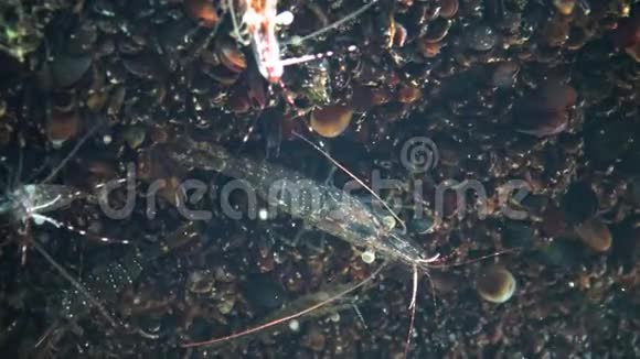 海底虾敖德萨湾通常被称为波罗的海大虾的棕榈虾是一种常见的虾种视频的预览图