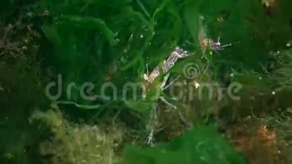 海底虾敖德萨湾通常被称为波罗的海大虾的棕榈虾是一种常见的虾种视频的预览图