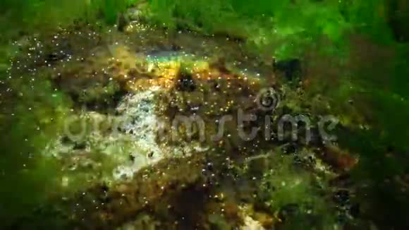 海洋中的光合作用藻类合成的氧泡水下岩石中的绿藻和红藻视频的预览图