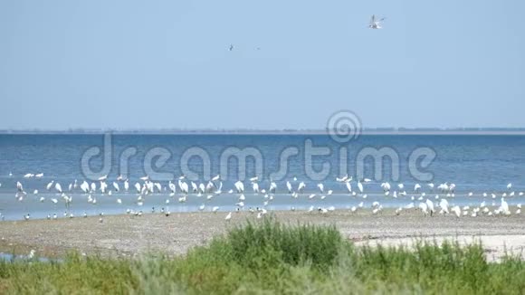 在沙加尼泻湖岸边的白色大鹭群图兹洛夫斯基拉贡国家公园视频的预览图