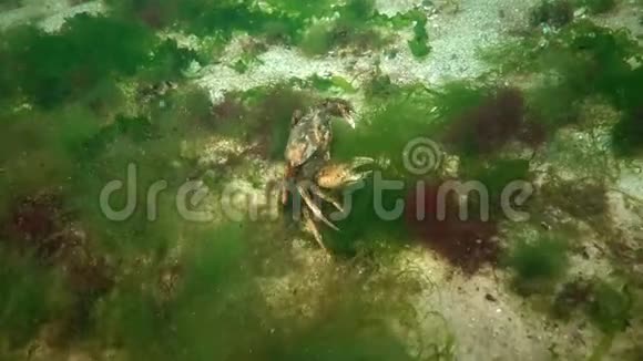青蟹或岸蟹的营养马奈美奈视频的预览图