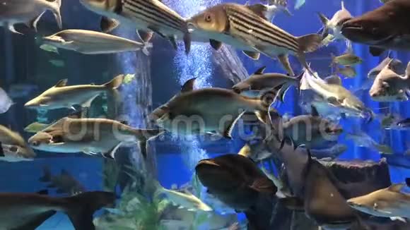 水族馆里的大鱼鱼缸里的鱼视频的预览图