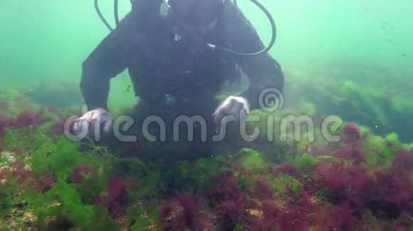 栉胸海棠在潜水员的背景下游泳潜水员指着海棠黑海敖德萨视频的预览图