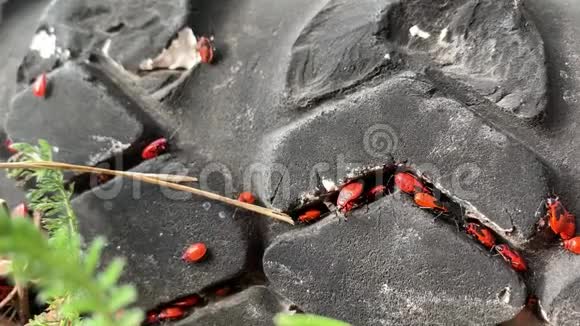 火虫躲在旧轮胎的胎面之间蕨类植物视频的预览图