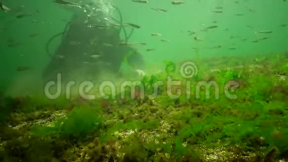 海洋中的光合作用水下景观鱼类花药水下岩石中的绿藻红藻和褐藻视频的预览图