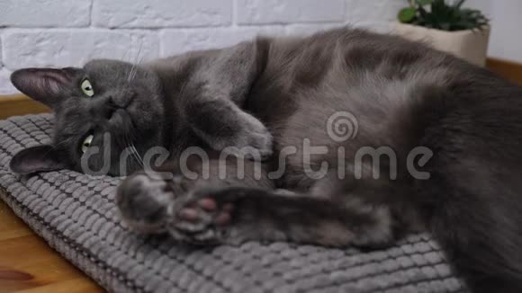俄罗斯蓝猫在枕头上放松视频的预览图