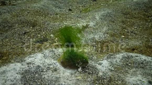 海底的绿藻覆盖着海洋物种蘑菇的霉菌富营养化海洋污染视频的预览图