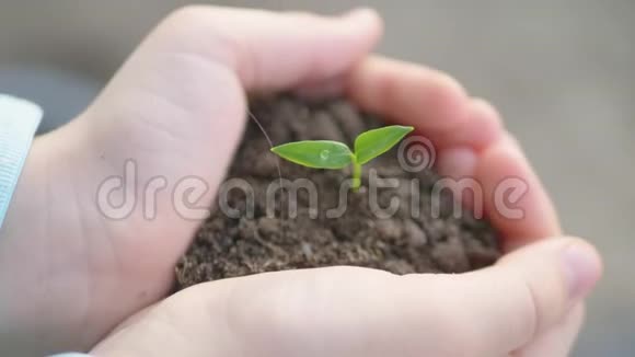 从孩子手中的土壤中生长的绿色小植物视频的预览图