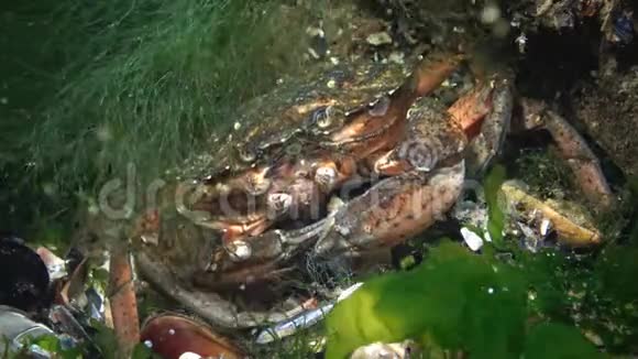 青蟹或虾蟹的营养美食蟹视频的预览图