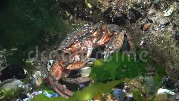 青蟹或虾蟹的营养美食蟹视频的预览图