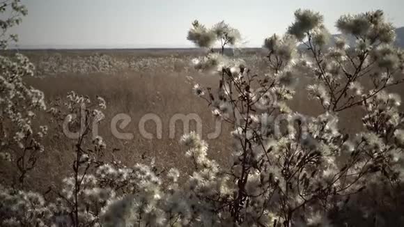 提利格尔斯基河口秋天干涸的河流的山谷那里生长着许多药用植物是一种透艳的蓬松果实视频的预览图