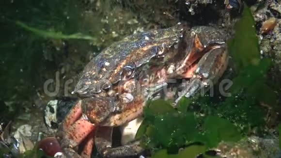 青蟹或岸蟹的营养美洲红蟹食用另一种螃蟹捕捉在视频的预览图