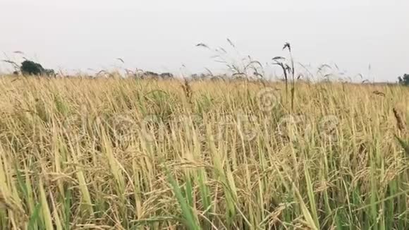金色稻田在风中摇曳视频的预览图