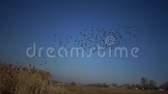 一群黑星鸟在天空中飞翔在天空中聚集着各种各样的身影视频的预览图