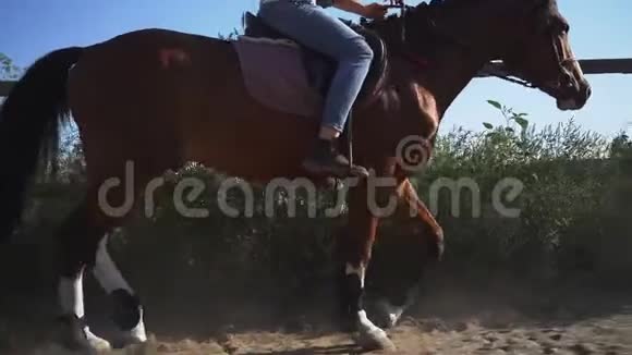 骑马的人骑马慢动作在斯塔迪加姆射击从蹄下飞起尘土和沙子视频的预览图