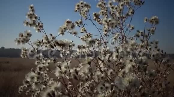 提利格尔斯基河口秋天干涸的河流的山谷那里生长着许多药用植物是一种透艳的蓬松果实视频的预览图