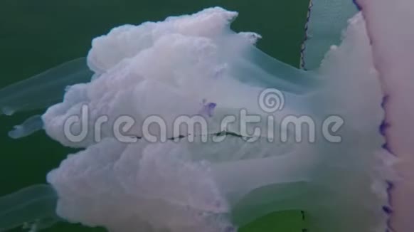 黑海漂浮在水的厚度中的黑海根瘤俗称桶水母视频的预览图
