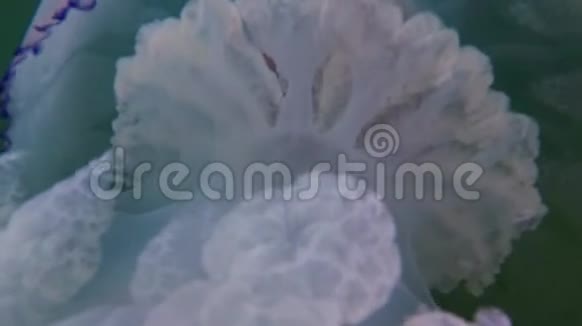 黑海漂浮在水的厚度中的黑海根瘤俗称桶水母视频的预览图